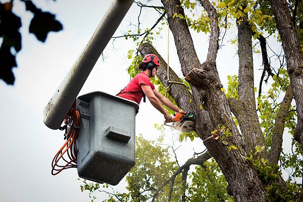 Reliable Gardner, MA Tree Service Solutions